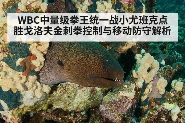 WBC中量级拳王统一战小尤班克点胜戈洛夫金刺拳控制与移动防守解析